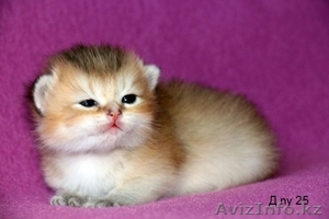 MIR-PROUN питомник кошек драгоценных окрасов