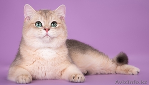 Британские котята драгоценных окрасов - Изображение #5, Объявление #1171650