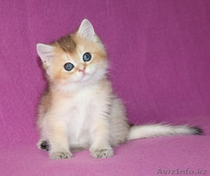 Британские котята драгоценных окрасов - Изображение #3, Объявление #1171650