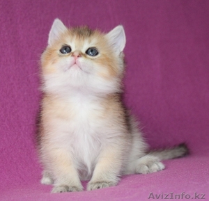 Британские котята драгоценных окрасов - Изображение #4, Объявление #1171650