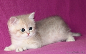 Британские котята драгоценных окрасов - Изображение #1, Объявление #1171650