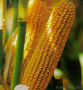 Семена кукурузы гибридные - Изображение #1, Объявление #1234329