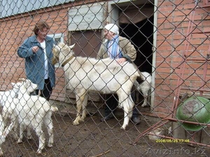 Продажа высокопородного молодняка зааненских коз - Изображение #1, Объявление #1268124