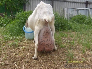 Продажа высокопородного молодняка зааненских коз - Изображение #3, Объявление #1268124