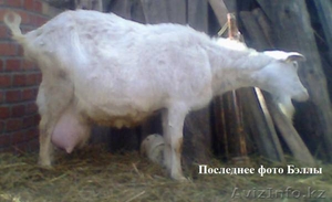 Продажа высокопородного молодняка зааненских коз - Изображение #4, Объявление #1268124