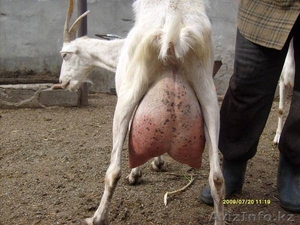 Продажа высокопородного молодняка зааненских коз - Изображение #5, Объявление #1268124