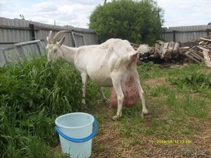 Продажа высокопородного молодняка зааненских коз - Изображение #6, Объявление #1268124