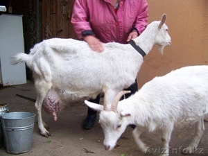 Продажа высокопородного молодняка зааненских коз - Изображение #7, Объявление #1268124