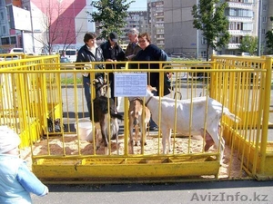 Продажа высокопородного молодняка зааненских коз - Изображение #8, Объявление #1268124