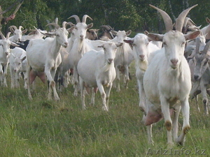 Продажа высокопородного молодняка зааненских коз - Изображение #2, Объявление #1268124