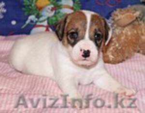 Щенки  Парсон(Джек) Рассел Терьера, 