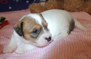 Щенки  Парсон (джек) рассел терьера