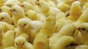 Суточные цыплята от производителя! Инкубаторий №1 - Изображение #1, Объявление #1370413