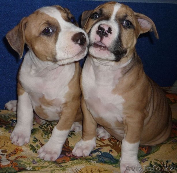 американский стаффордширский терьер - Изображение #1, Объявление #4449