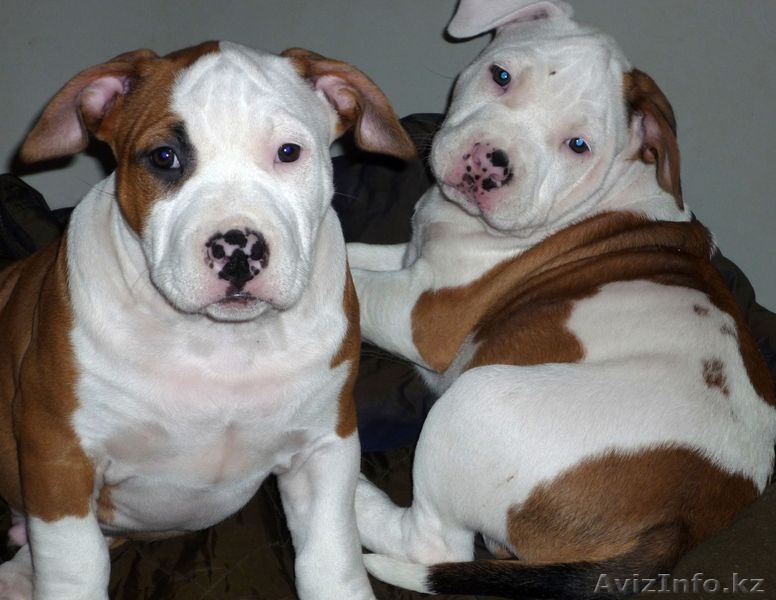 американский стаффордширский терьер - Изображение #2, Объявление #4449