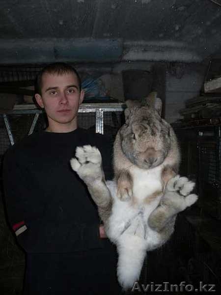 Кролики великаны Фландр Бельгийский великан - Изображение #2, Объявление #17810