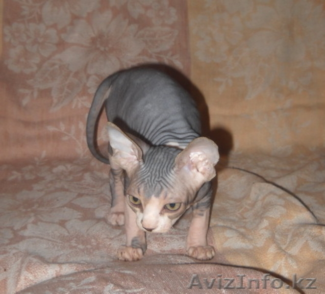 котята канадского сфинкса - Изображение #2, Объявление #21656