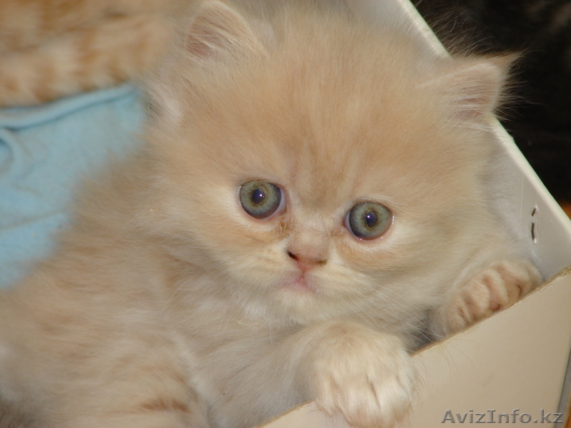 Котята-Котята-Котята))) - Изображение #4, Объявление #58412