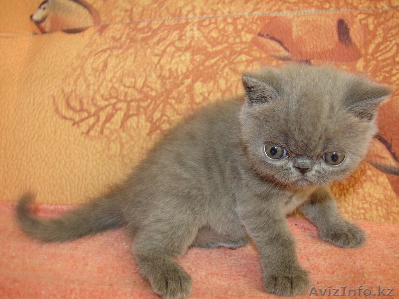 Котята-Котята-Котята))) - Изображение #5, Объявление #58412