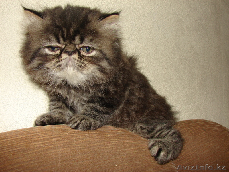 Котята-Котята-Котята))) - Изображение #2, Объявление #58412