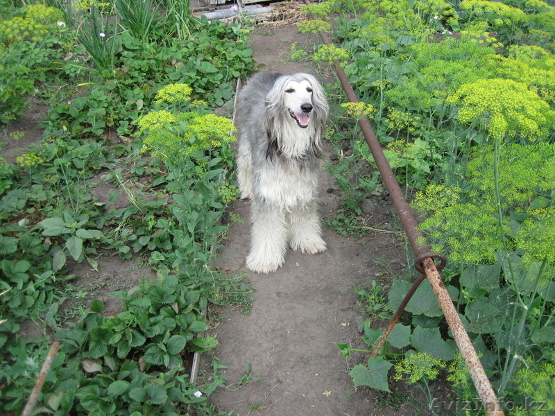 Щенков породы "Афганская борзая" - Изображение #1, Объявление #57125