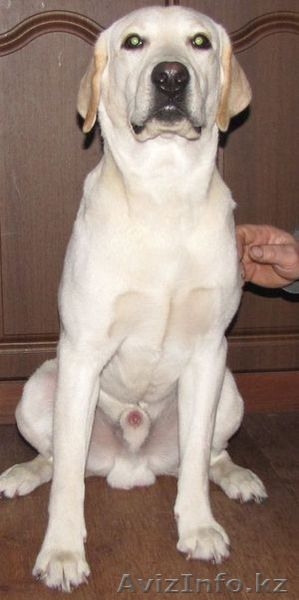 Продам лабрадора. - Изображение #1, Объявление #180243