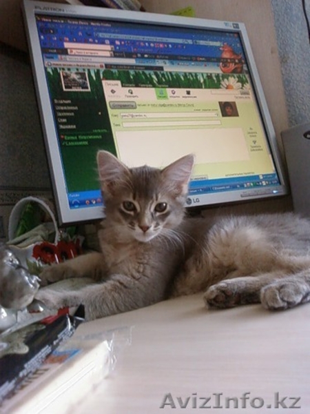 Сомалийские котята - Изображение #1, Объявление #154096