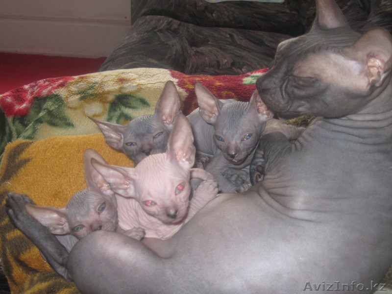 Продам котят Донский сфинкс,родители с родословными. - Изображение #1, Объявление #242308