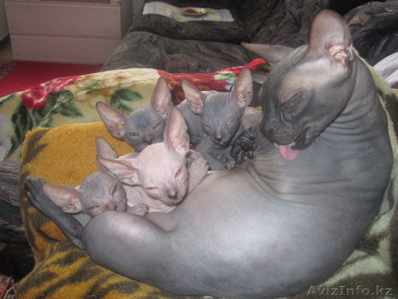 Продам котят Донский сфинкс,родители с родословными. - Изображение #2, Объявление #242308