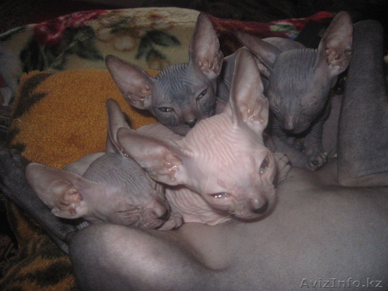 Продам котят Донский сфинкс,родители с родословными. - Изображение #3, Объявление #242308