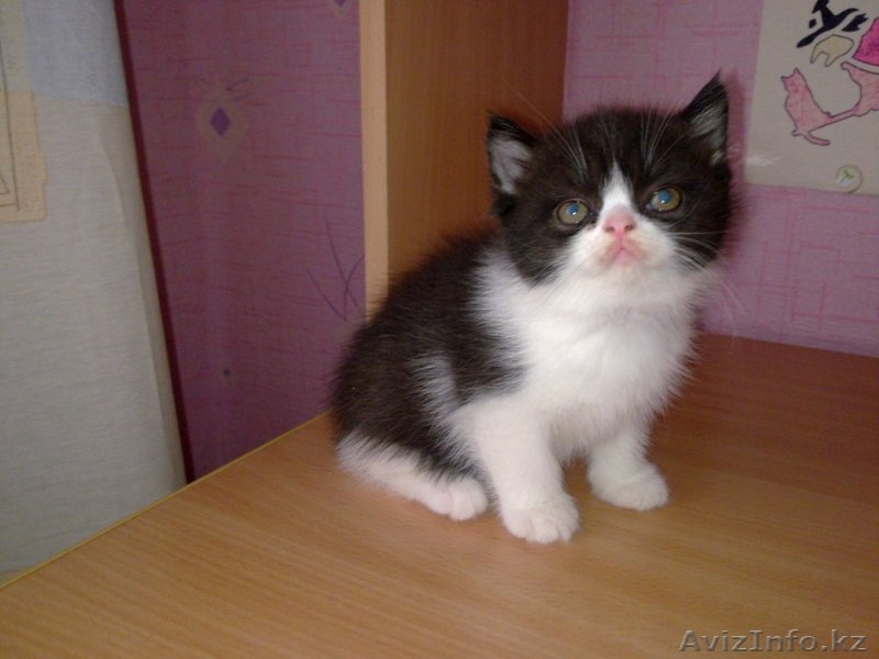 Продам котят.Порода экзоты - Изображение #2, Объявление #264971