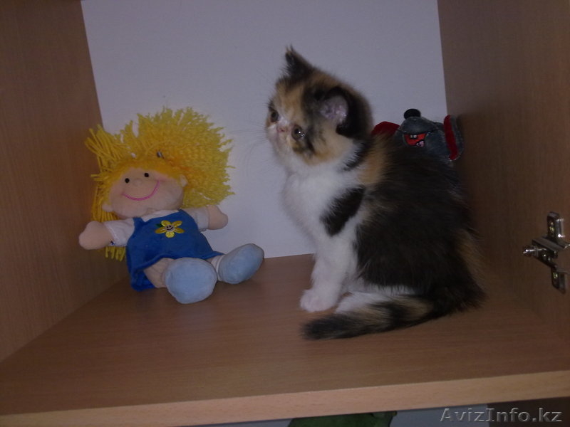 Продам котят.Порода экзоты - Изображение #1, Объявление #264971