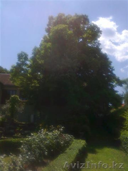 Старинный особняк в Сремских Карловцах.   Национальный  парк Фрушка гора, Сербия - Изображение #7, Объявление #264142