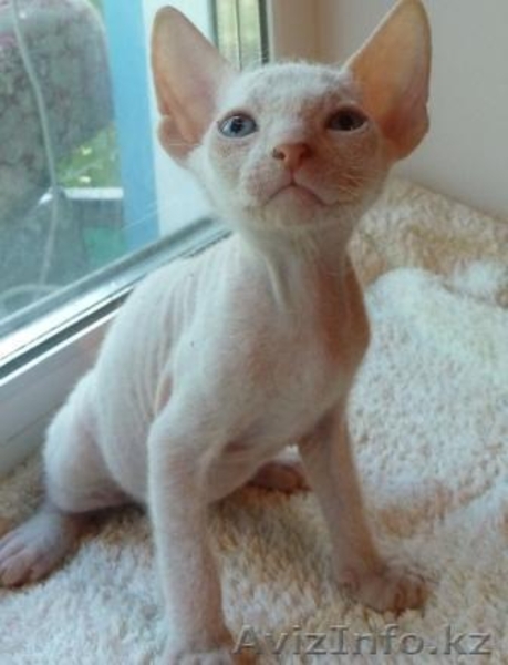 голубоглазые котята доского сфинкса - Изображение #1, Объявление #304900