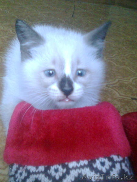 Отдам котенка в хорошие руки! - Изображение #1, Объявление #326807