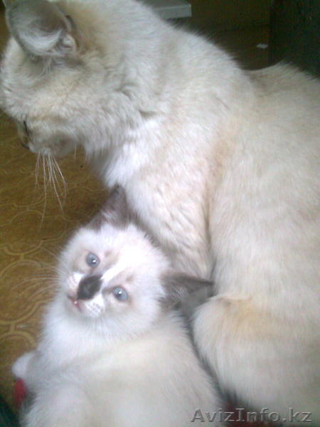 Отдам котенка в хорошие руки! - Изображение #2, Объявление #326807