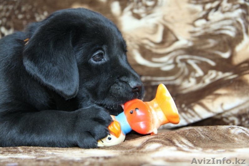 Щенки лабрадора в Кургане - Изображение #1, Объявление #340449