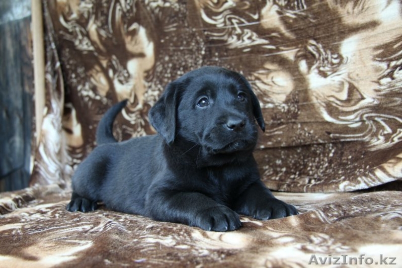 Щенки лабрадора в Кургане - Изображение #2, Объявление #340449