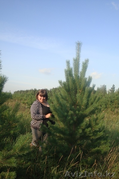Новогодняя елочка (сосна) - Изображение #1, Объявление #386697