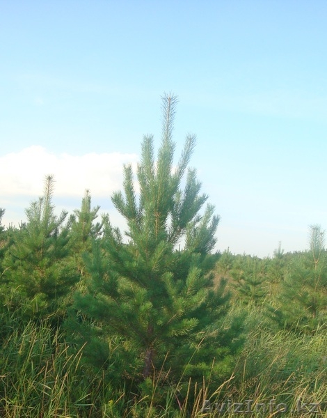 Новогодняя елочка (сосна) - Изображение #2, Объявление #386697