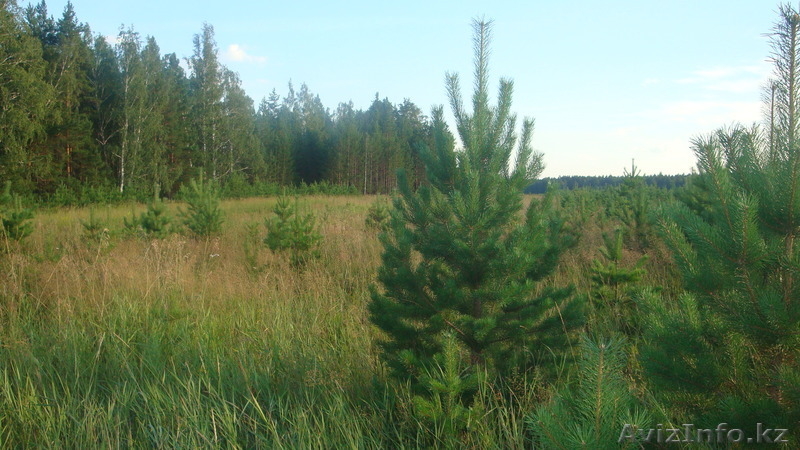 Новогодняя елочка (сосна) - Изображение #4, Объявление #386697