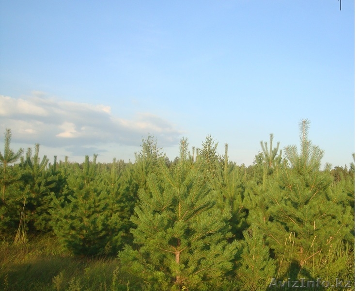 Новогодняя елочка (сосна) - Изображение #3, Объявление #386697
