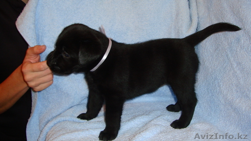 Элитные щенки лабрадора из Омска - Изображение #6, Объявление #376672