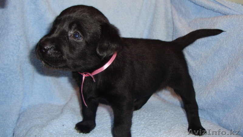 Элитные щенки лабрадора из Омска - Изображение #10, Объявление #376672