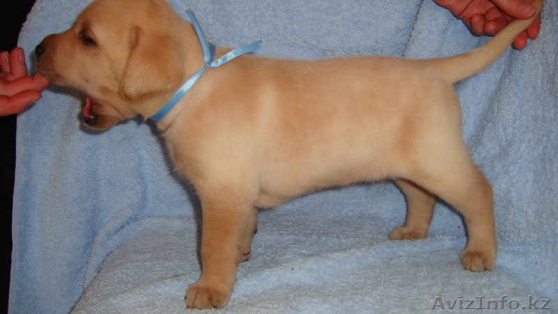 Элитные щенки лабрадора из Омска - Изображение #8, Объявление #376672