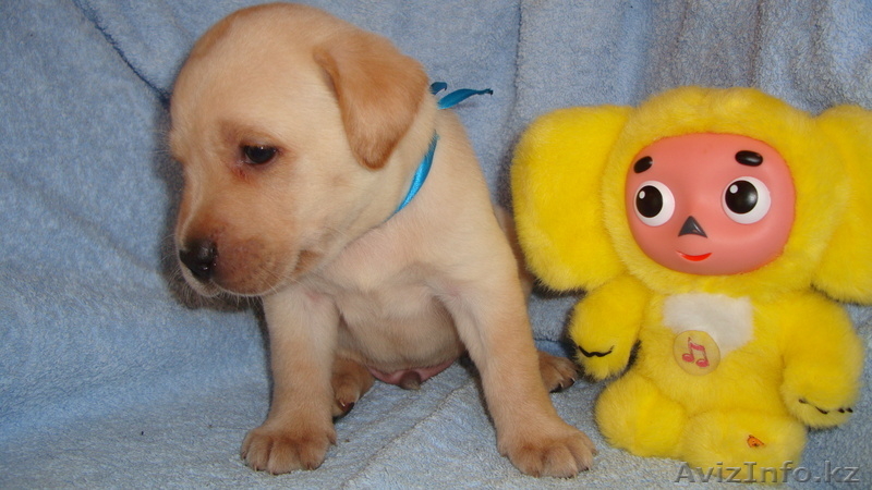 Элитные щенки лабрадора из Омска - Изображение #9, Объявление #376672