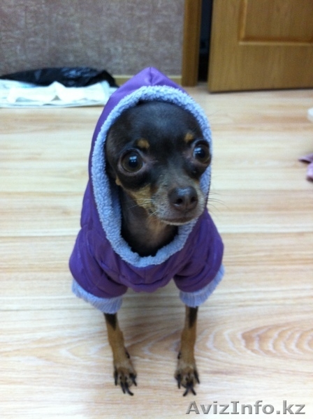 Сучка Той терьер - Изображение #1, Объявление #458384