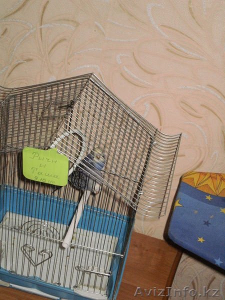 волнистые попугаи недорого - Изображение #2, Объявление #520748