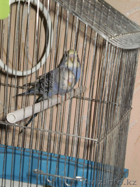 волнистые попугаи недорого - Изображение #1, Объявление #520748