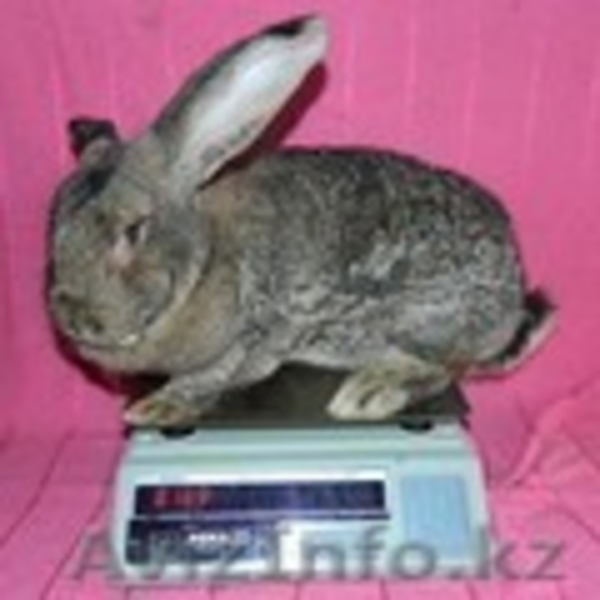 Бельгийский великан - Изображение #3, Объявление #611997